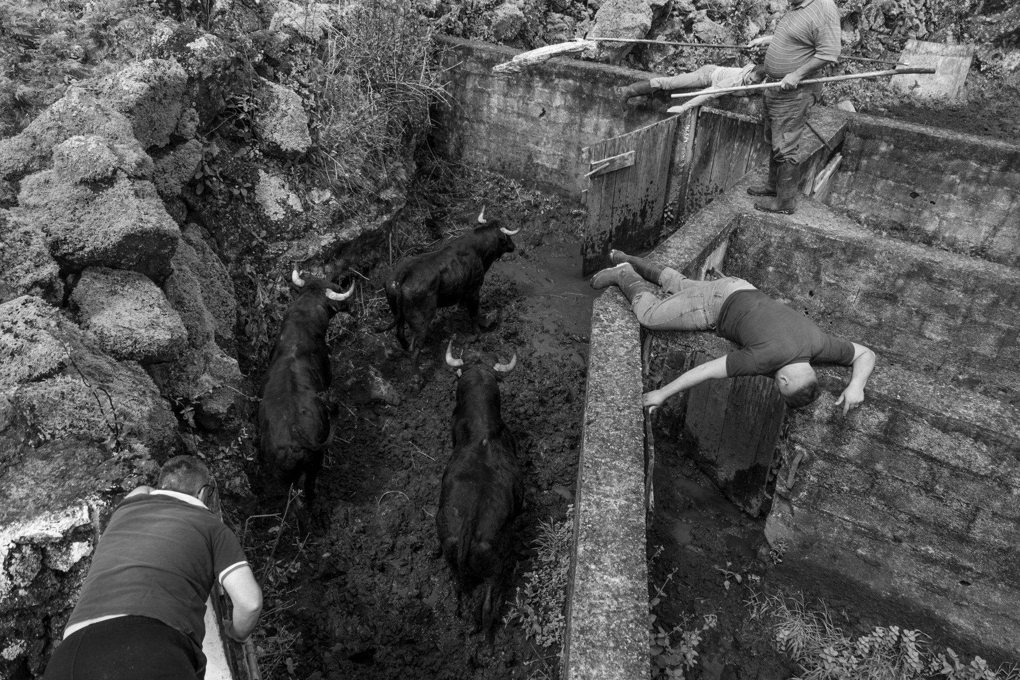  The Jose Albino Fernandes Ranch, Terceira Island, Portugal. Selecting the bulls for the Holy Spirit Festival of Terra Chã. 2023 