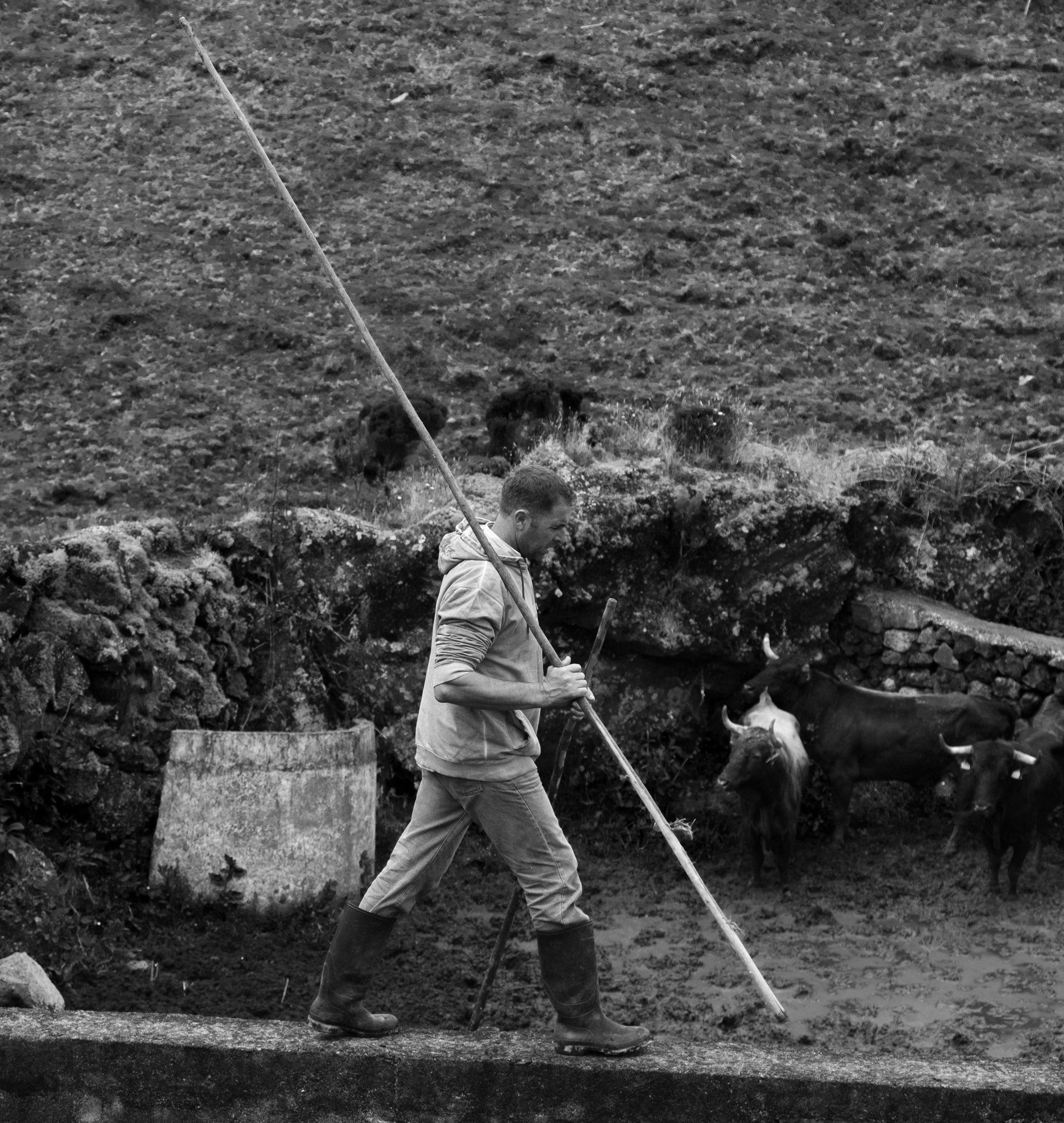  The Jose Albino Fernandes Ranch, Terceira Island, Portugal. Selecting the bulls for the Holy Spirit Festival of Terra Chã. 2023 