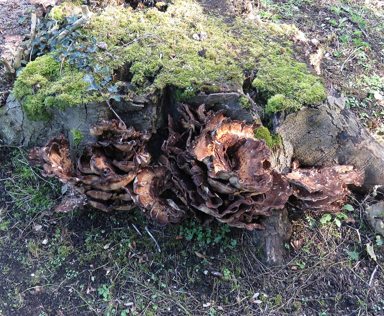 Large bracket fungus