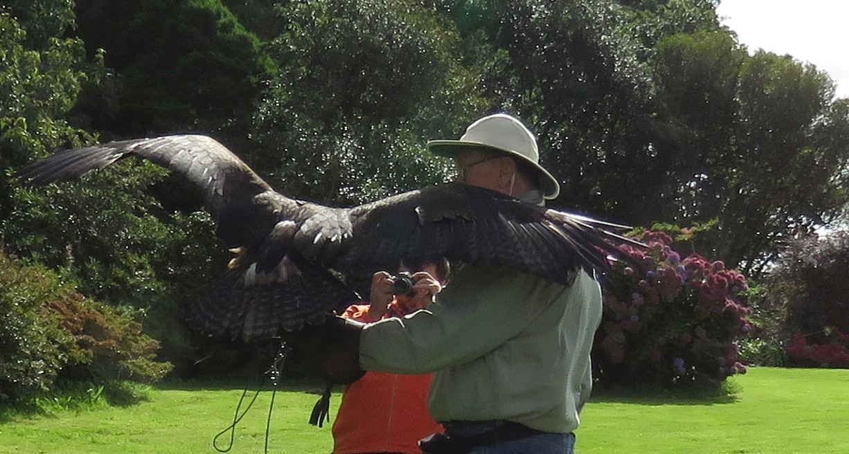Steppe eagle
