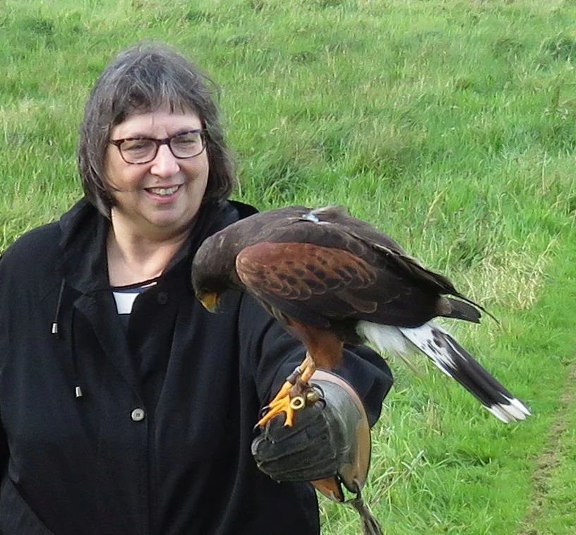 Harris's hawk