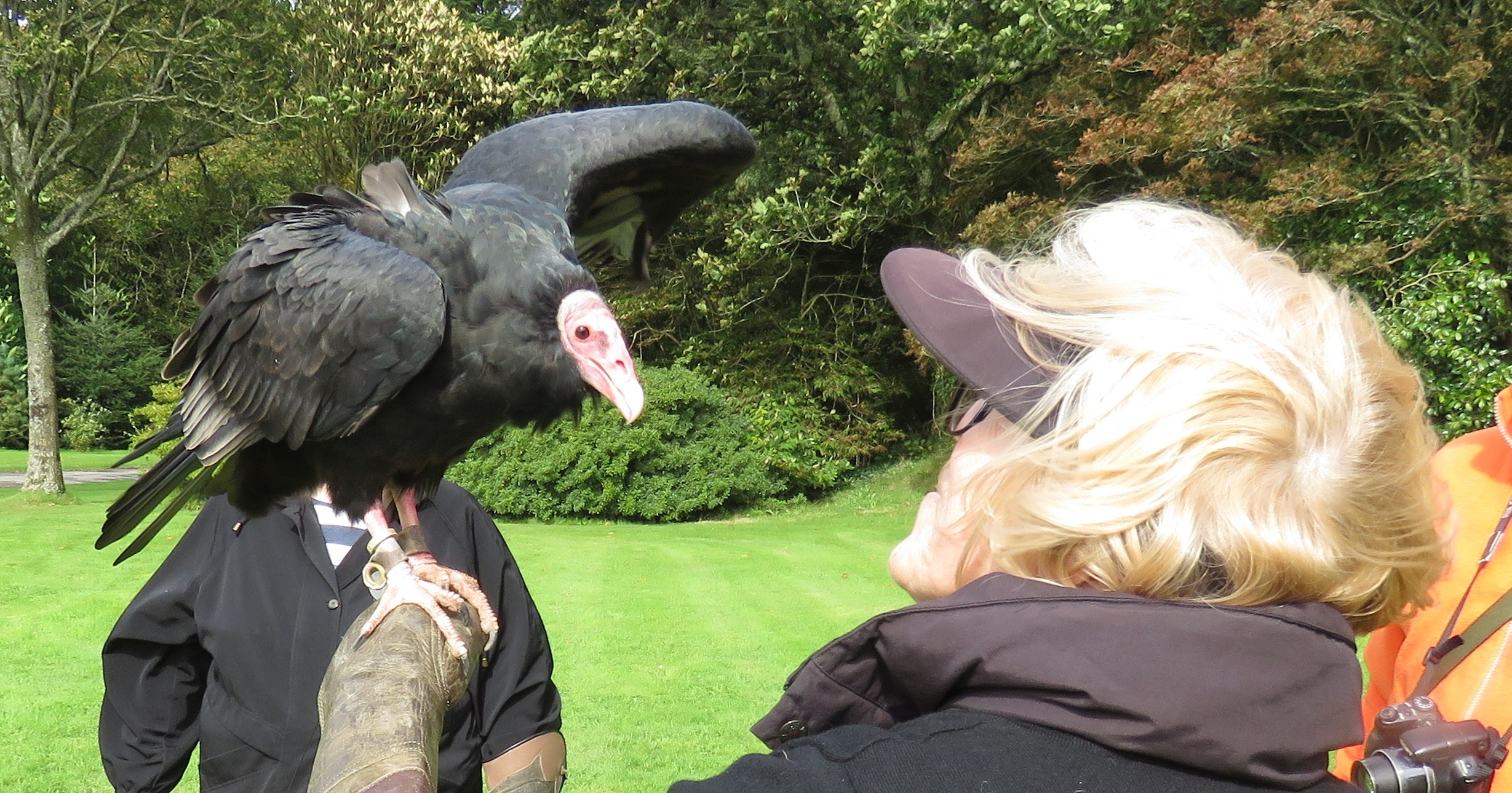 Turkey vulture