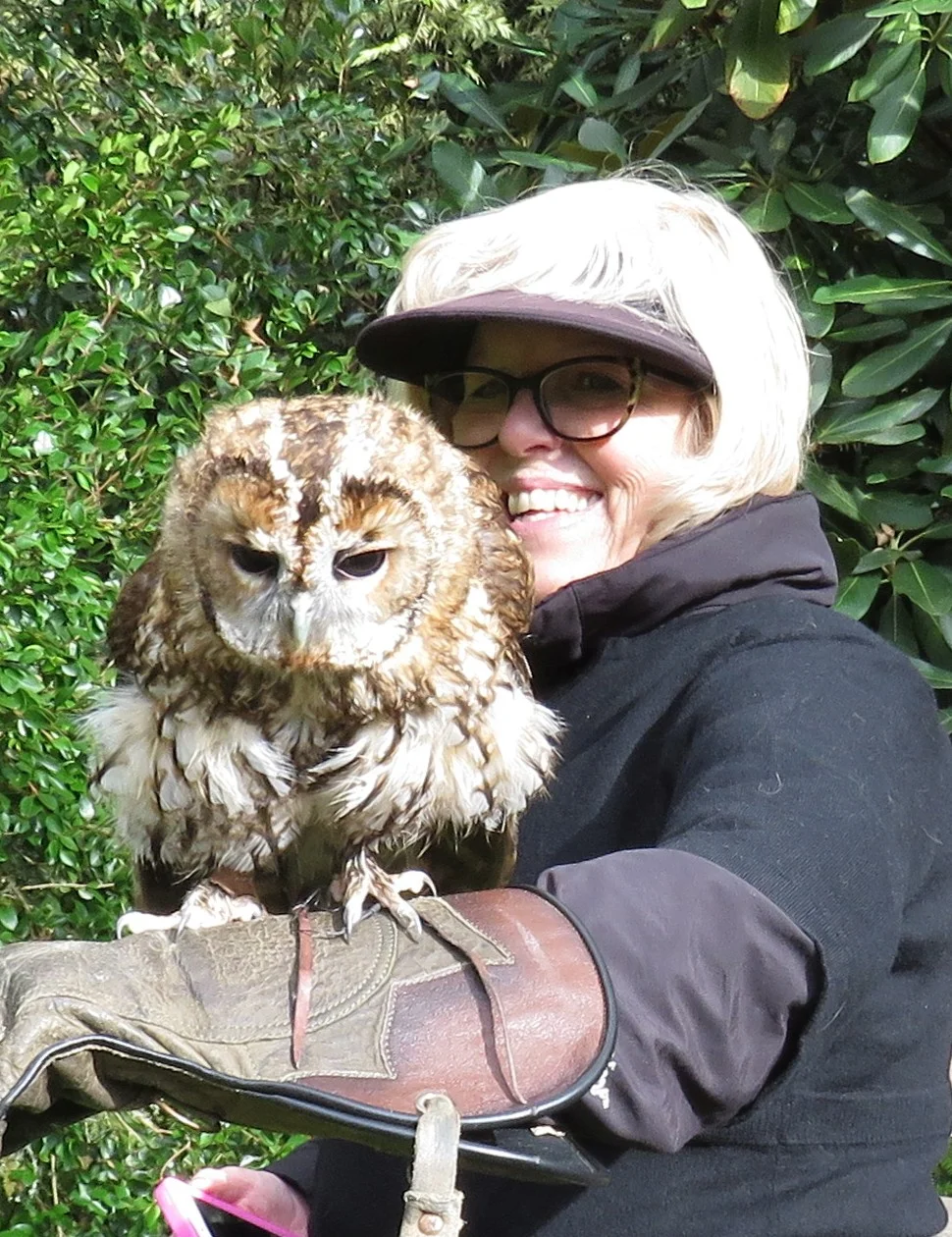 Tawny owl