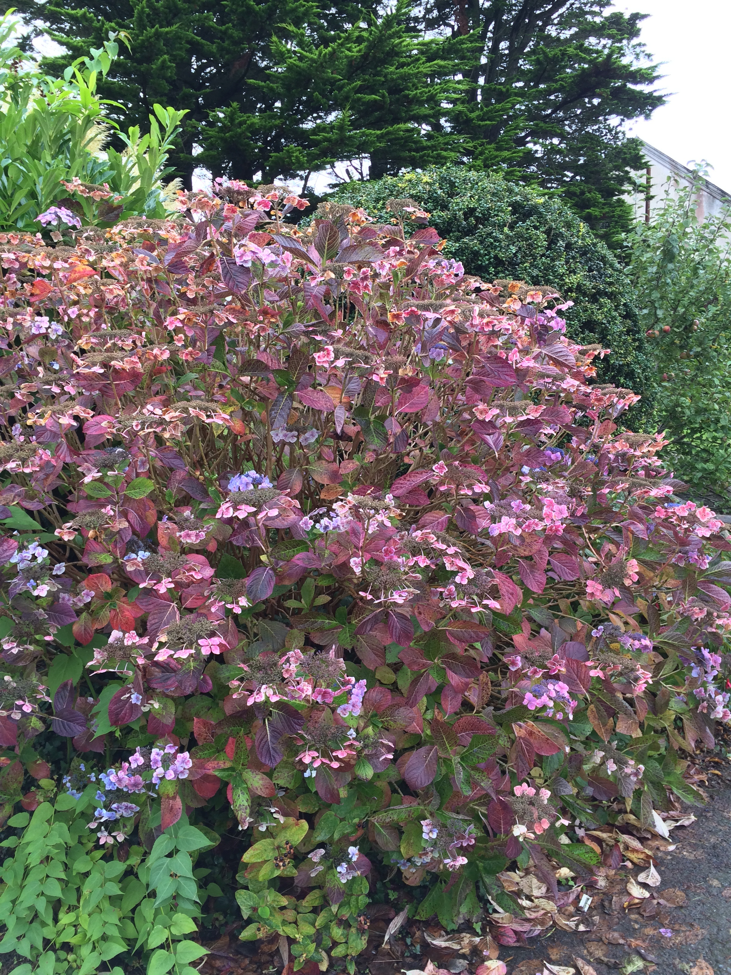 French or Bigleaf Hydrangea in front of Pentower