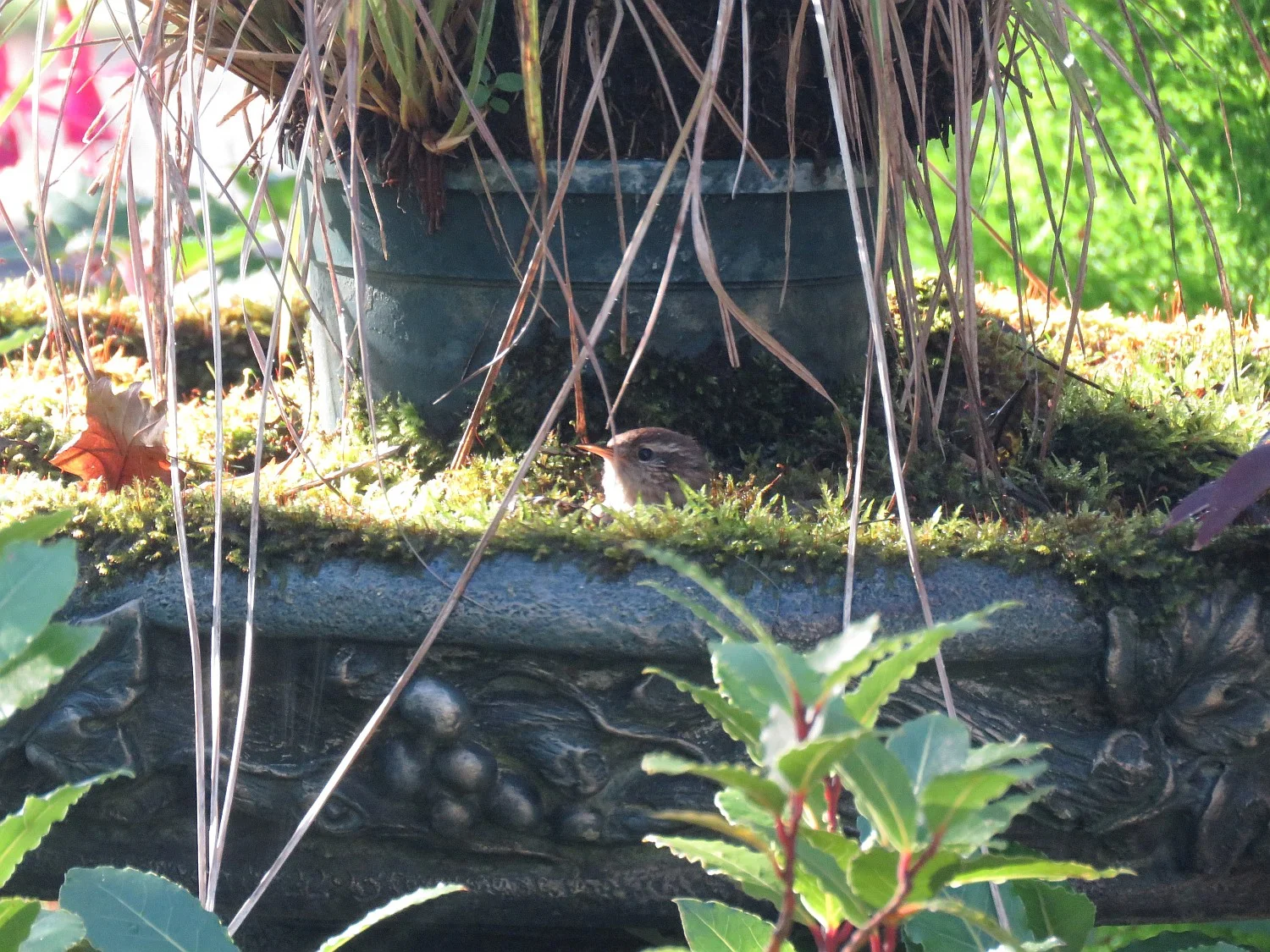 Home again to Southwinds where Ed got this shot of a tiny wren who has been serenading us each day - taking a bath in the mossy birdbath. Look for a small bird head in the center of the photo.