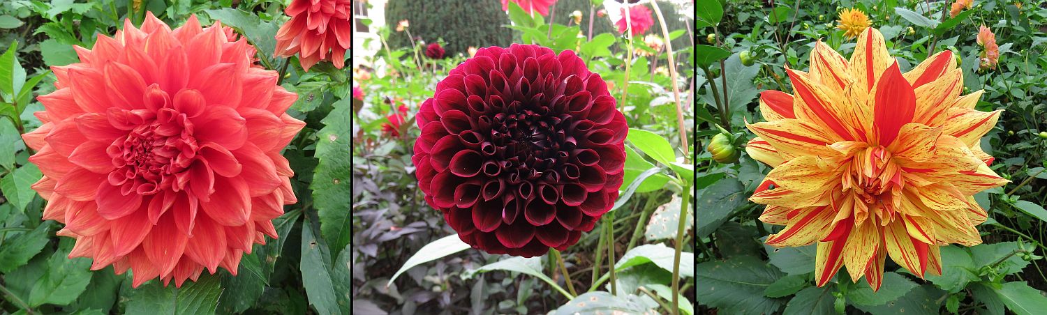 Dahlias