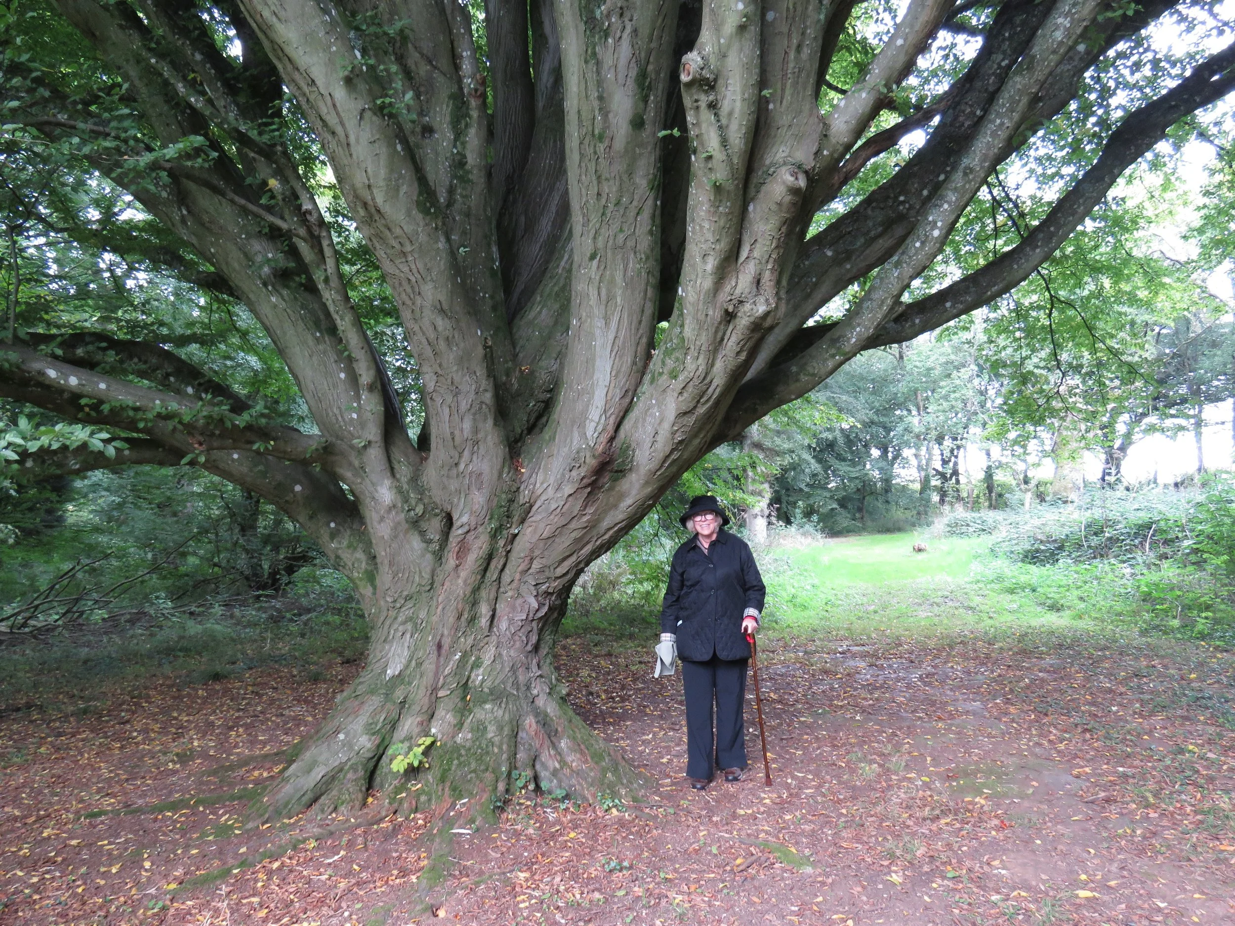 Huge elm-like tree in the forest area