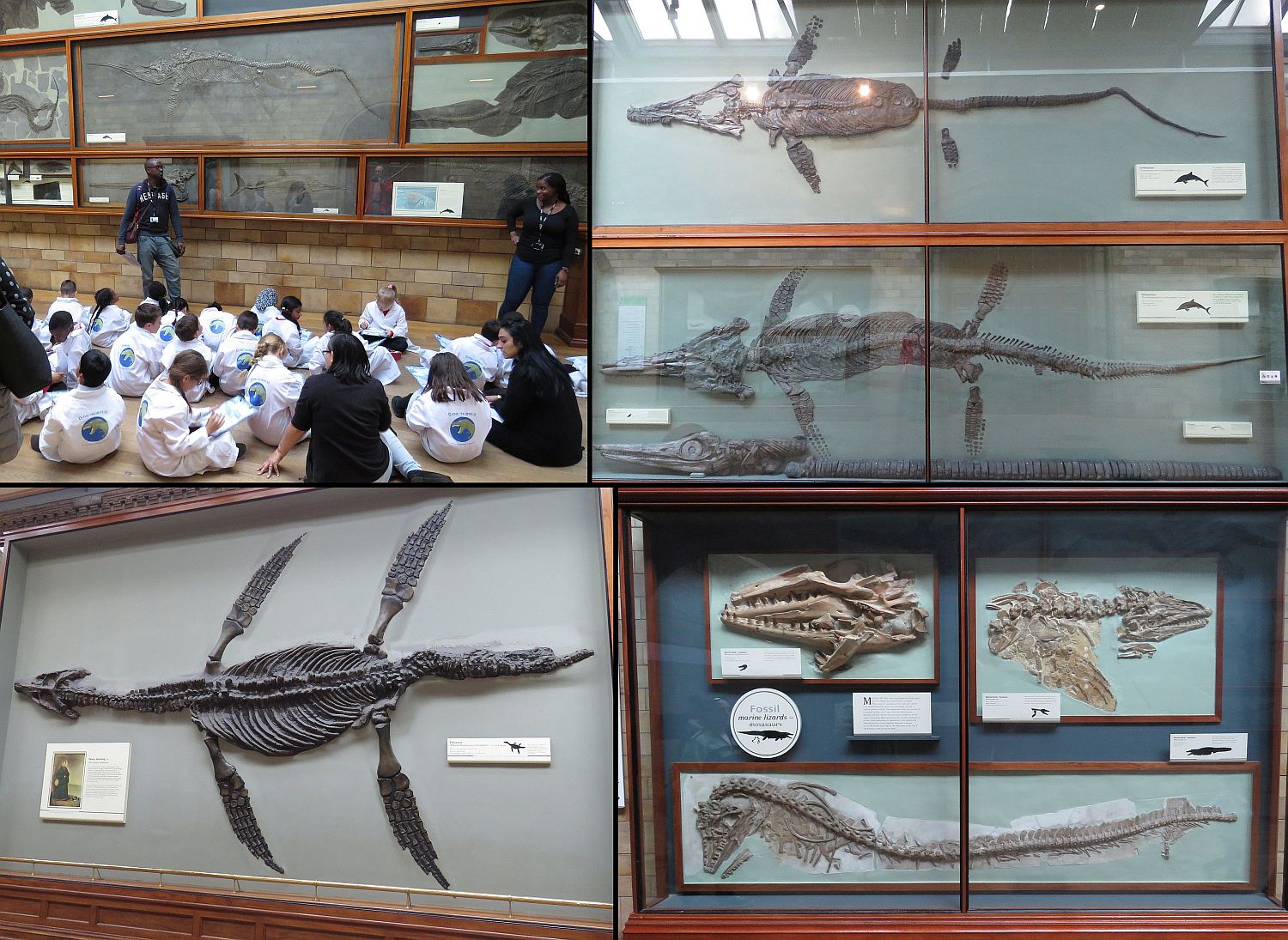 Marine reptile fossils
