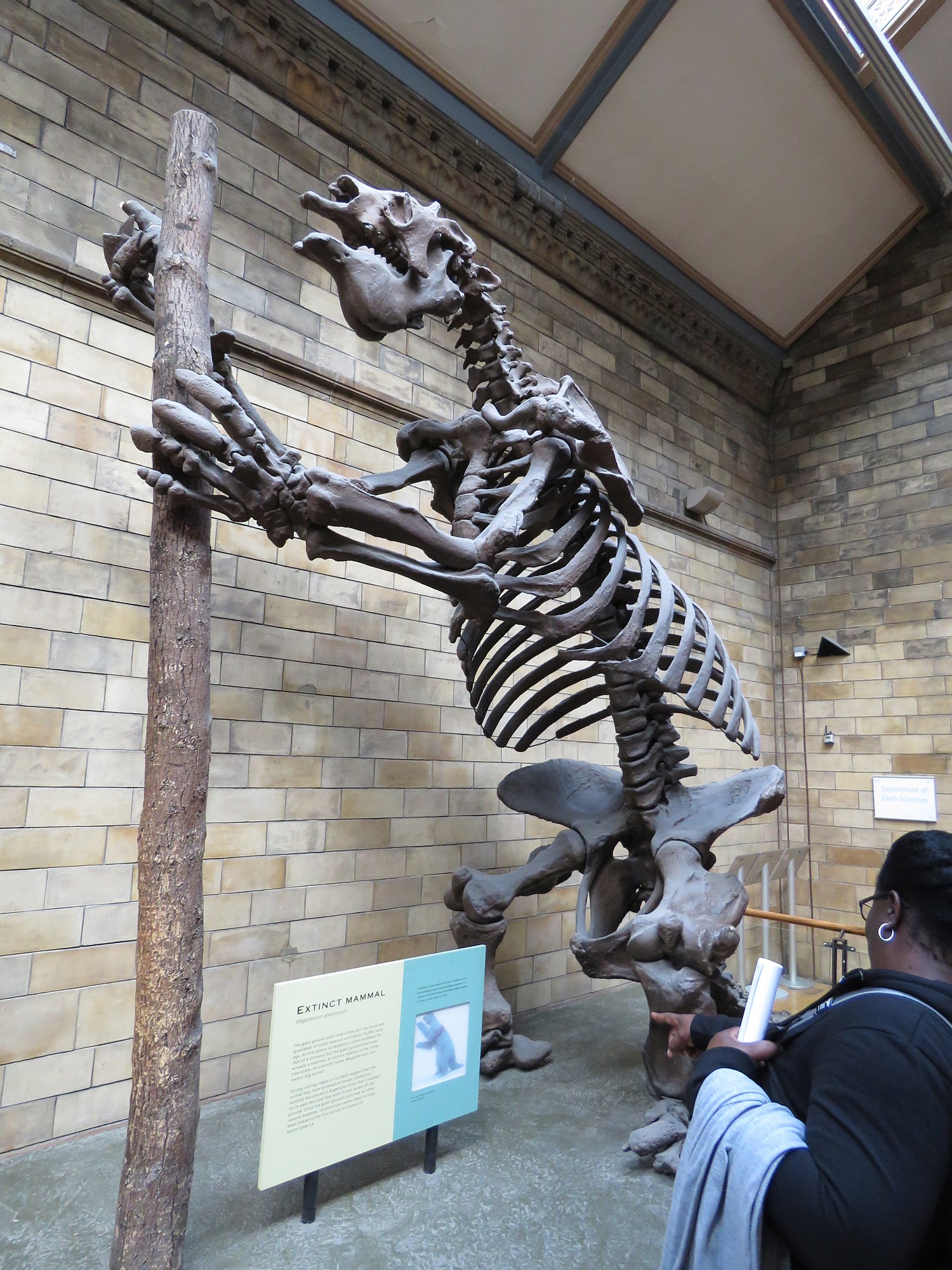 Giant Sloth skeleton. These were sometimes "game" for early humans in the America's
