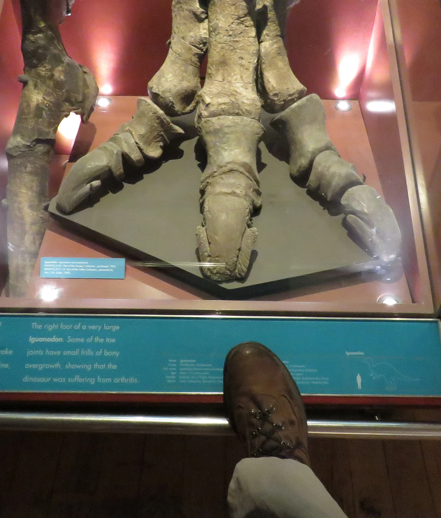 Ed's foot - Dinosaur foot. That Dino must have a hard time finding shoes that fit.