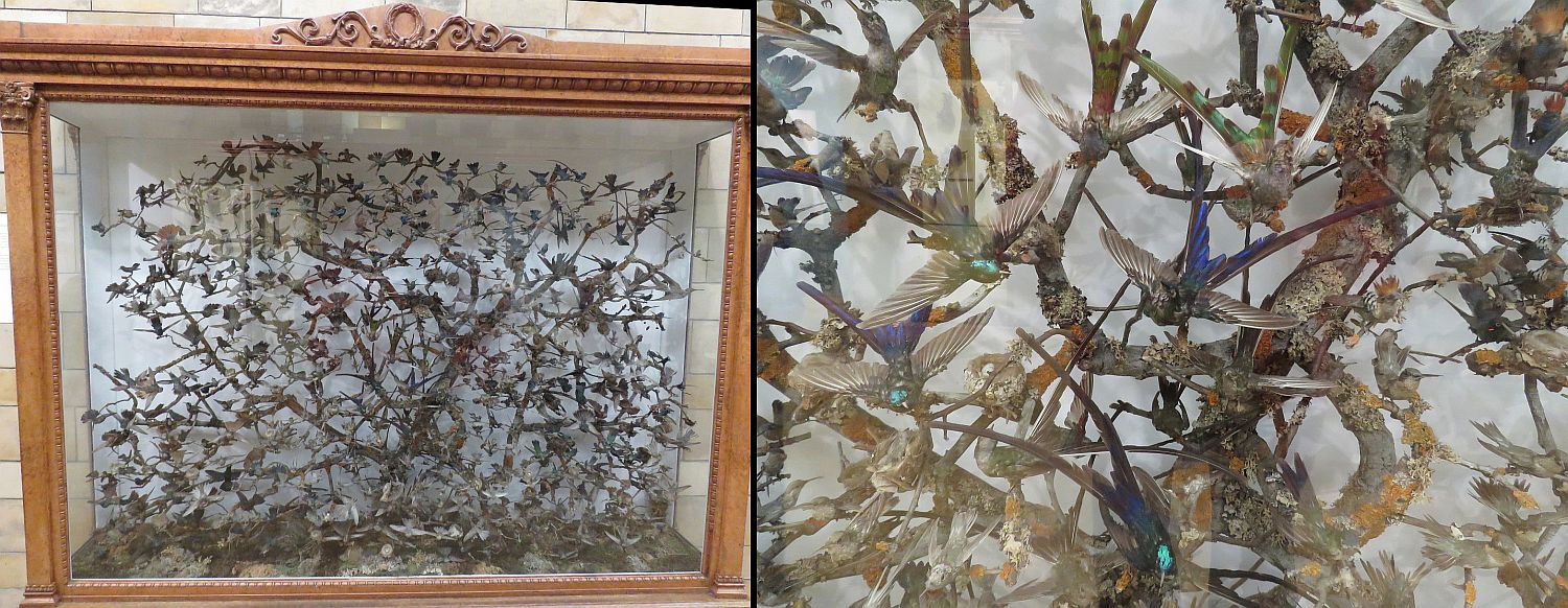 The poor hundred-year-old hummingbirds.