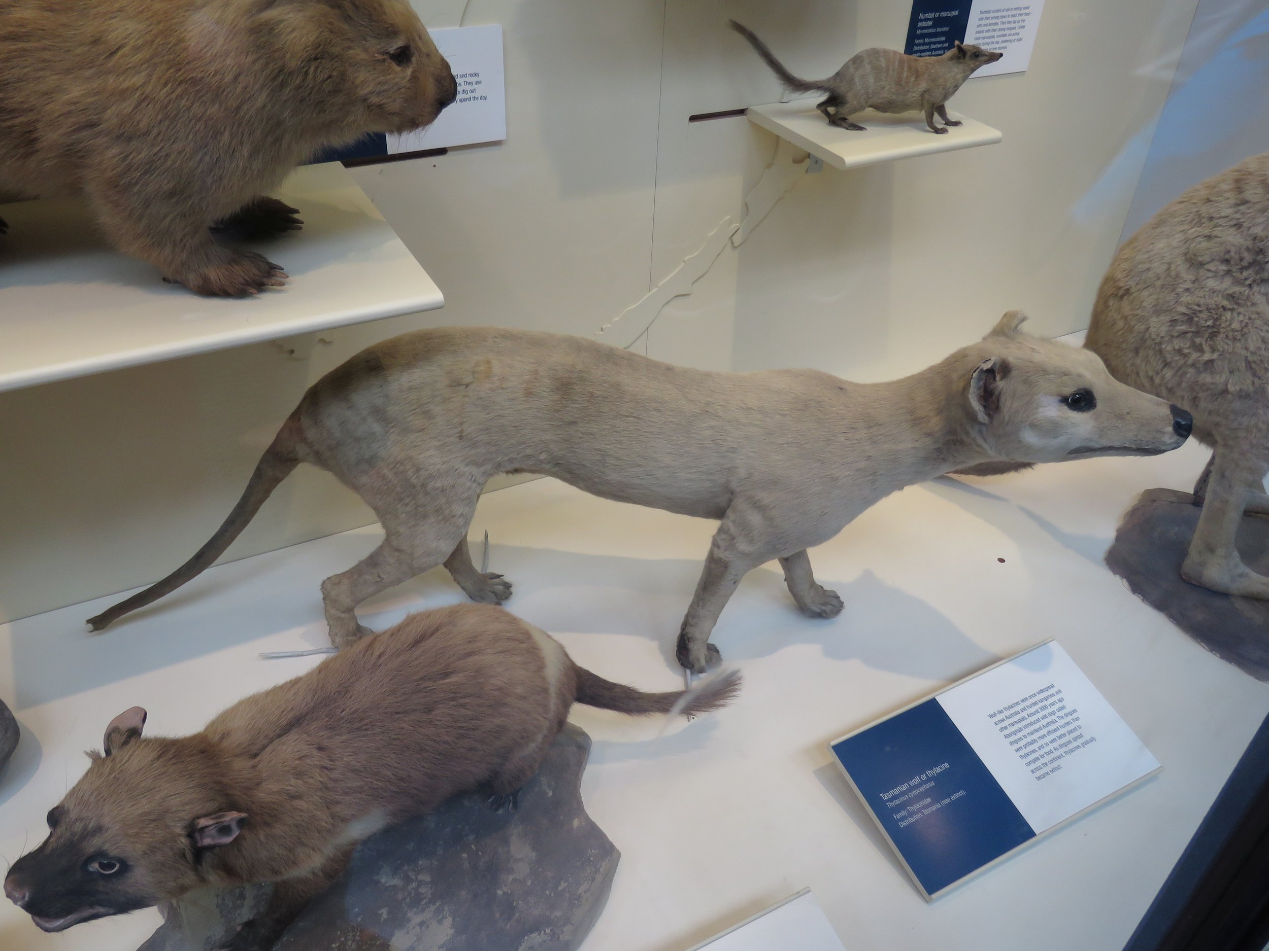 Thylacine or Tasmanian Wolf