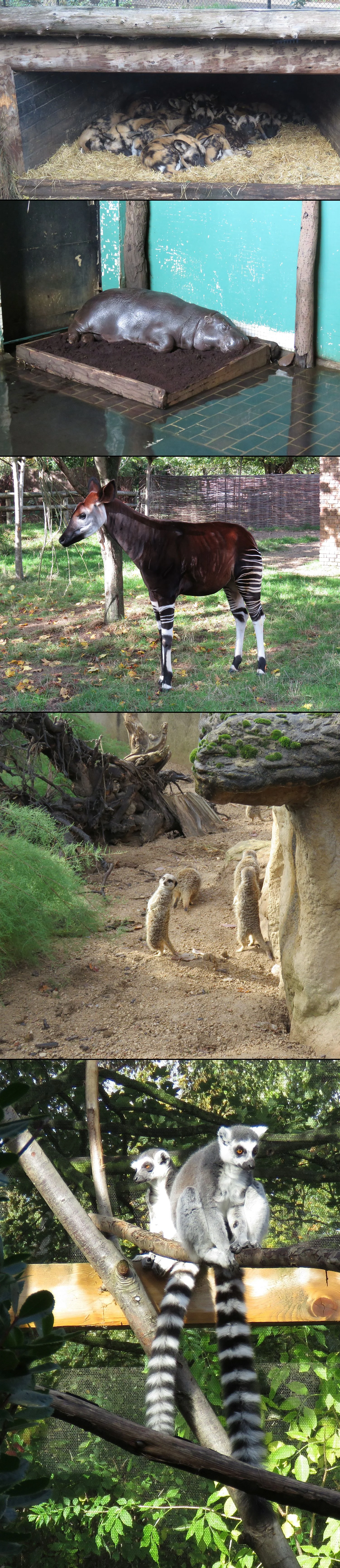 African wild dogs, pigmy hippo, okapi, meerkats, ring tailed lemurs 