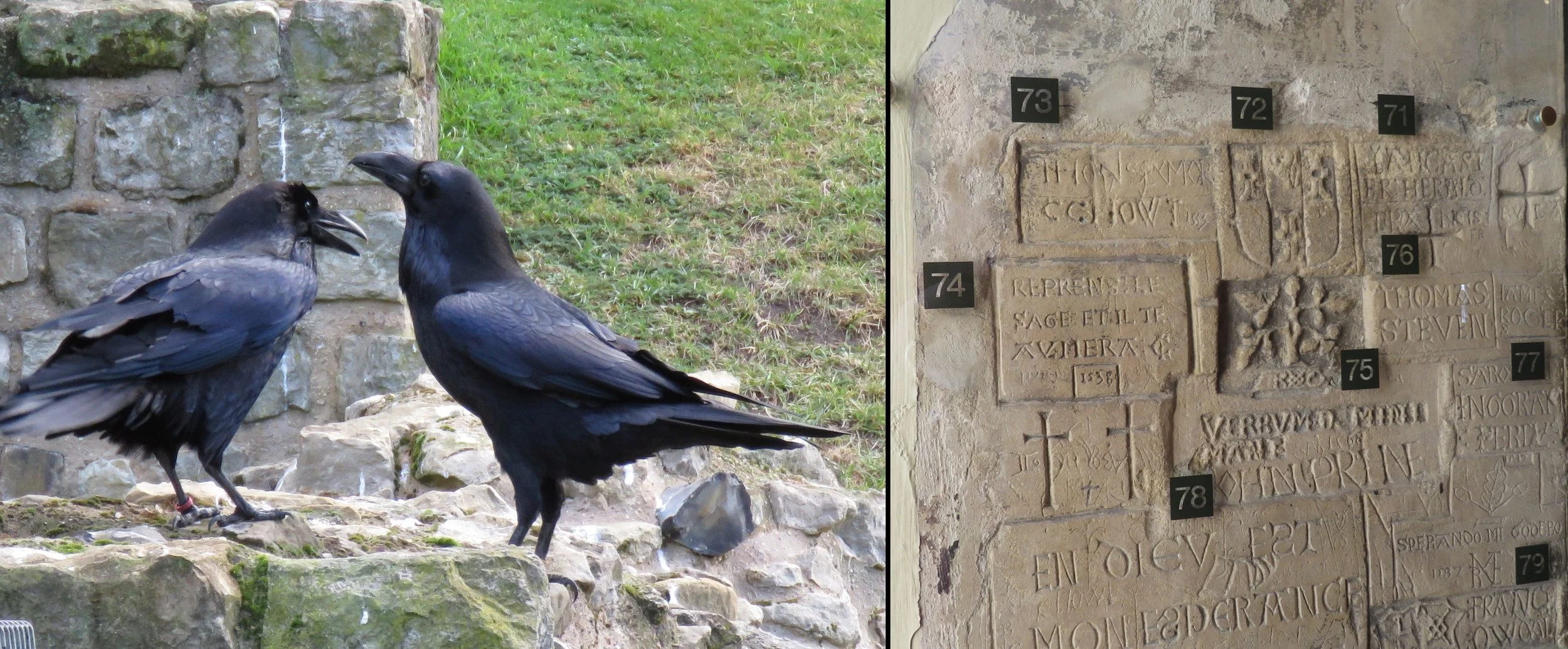 Ravens abound at the Tower; graffiti in the Bloody Tower.
