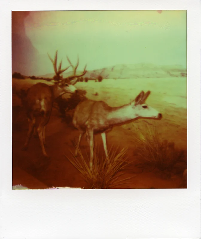 Dioramas_2013_024_72dpi.jpg