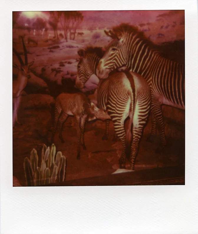 Dioramas_2013_027_72dpi.jpg