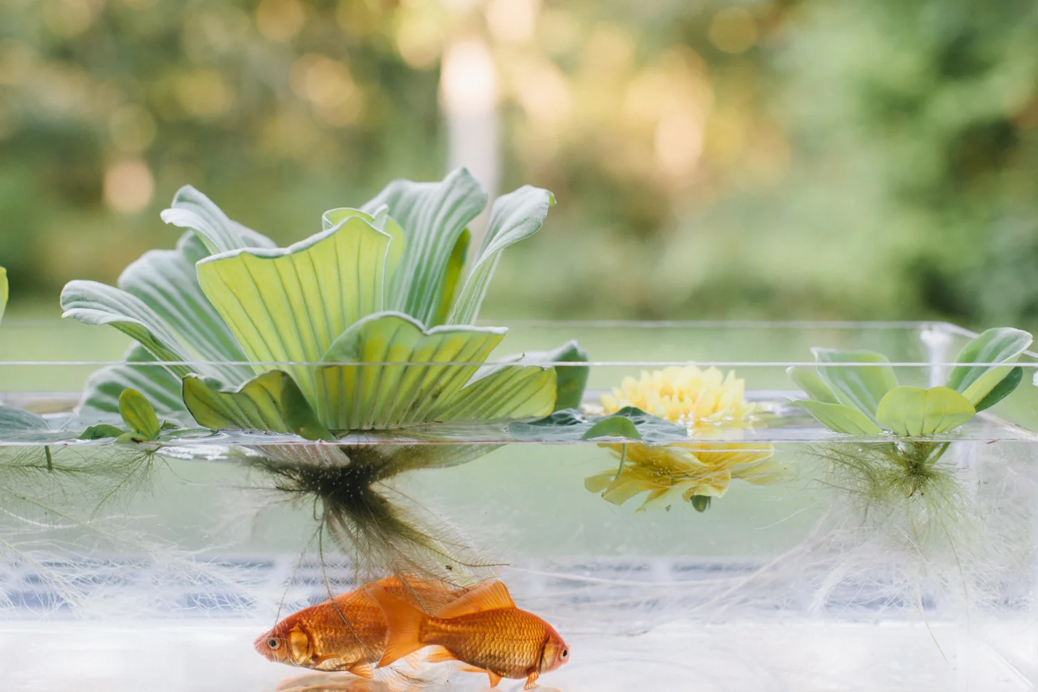 20120830ma_krishana_collins_aquatic-51.jpg