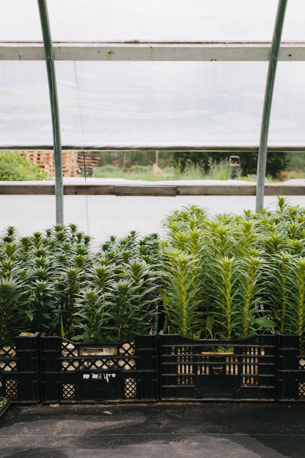 20120522ma_greenhouse-2.jpg