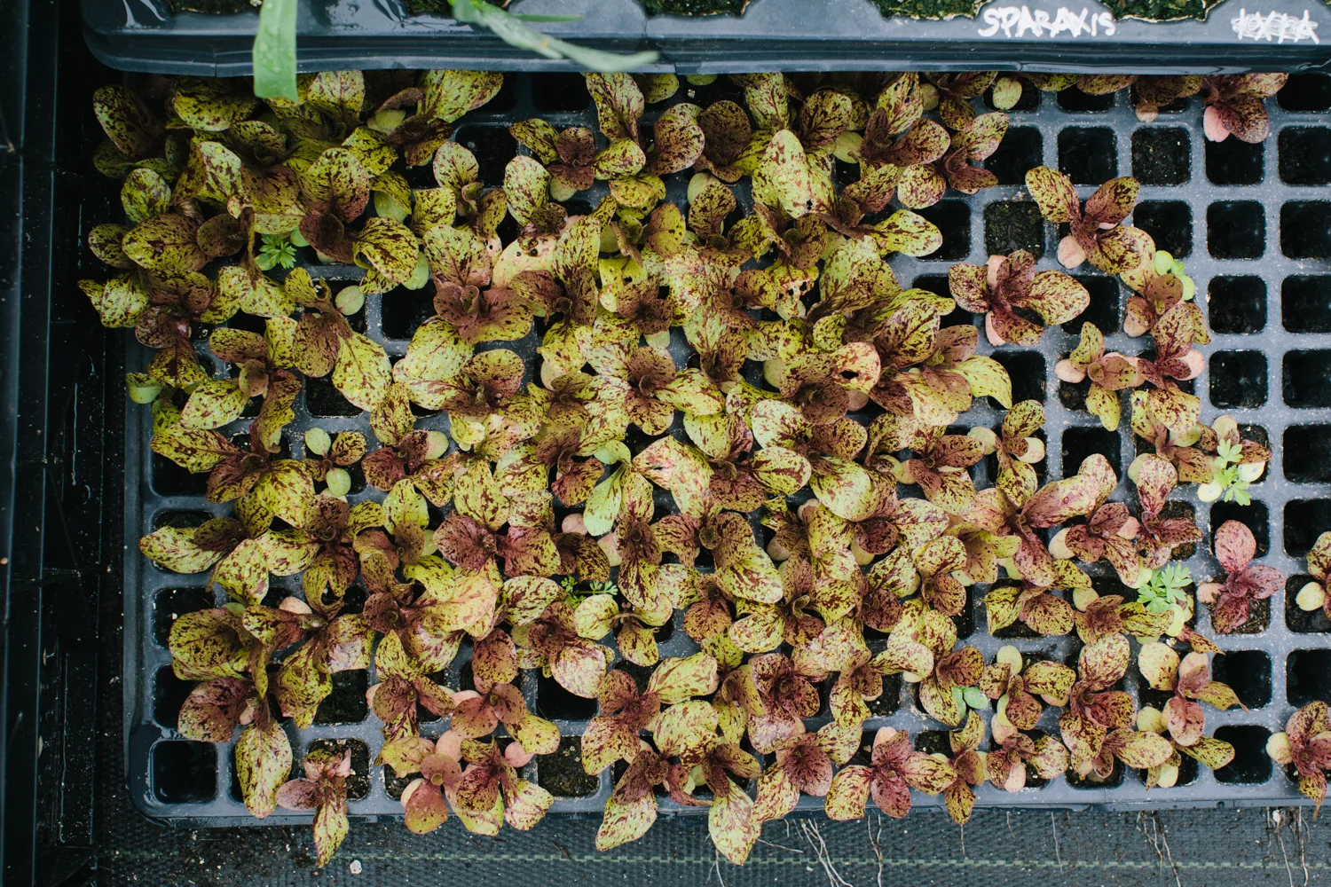 20120522ma_greenhouse-3.jpg