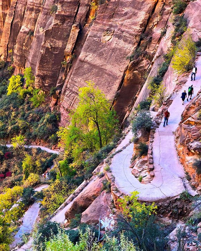 Winding trails up the face of #angelslanding