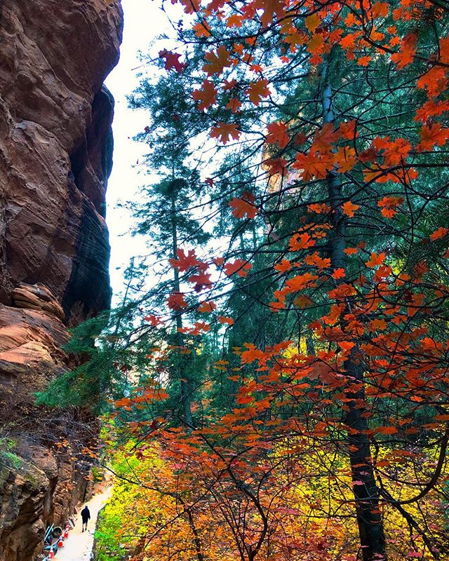 Fall colors on point in the canyon.