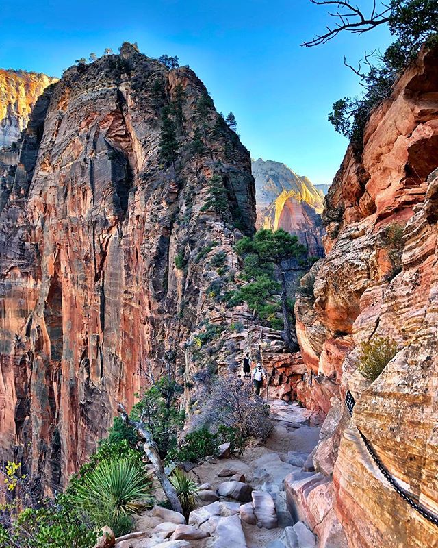 Look closely to see the people on the trail as they walk carefully up the spine to the top of #angelslanding
