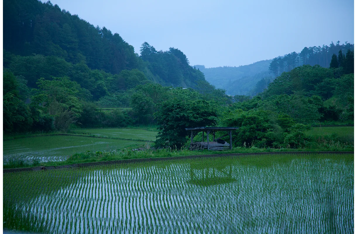 northernrice.jpg