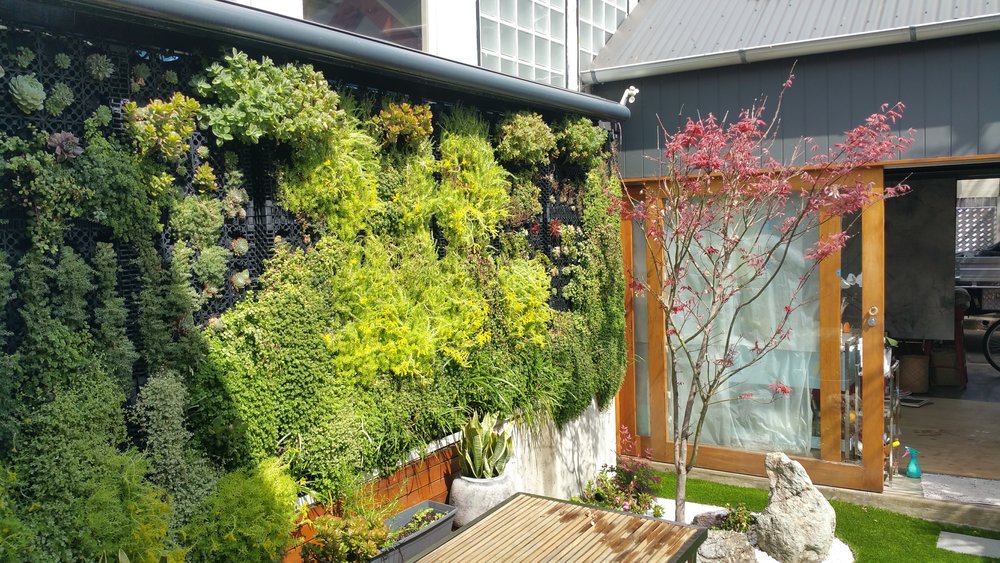 Backyard with a green roof or living wall