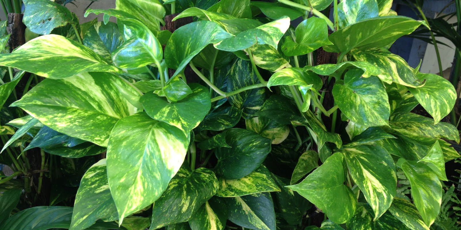 Epipremnum Pothos Devils Ivy.jpg