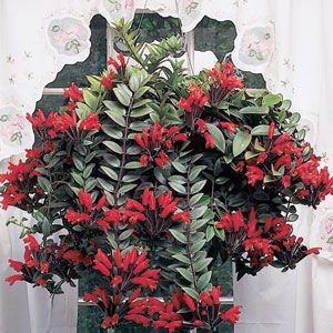 Aeschynanthus radicans Lipstick plant.jpg