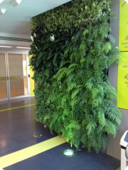 green wall by evolvement pty ltd