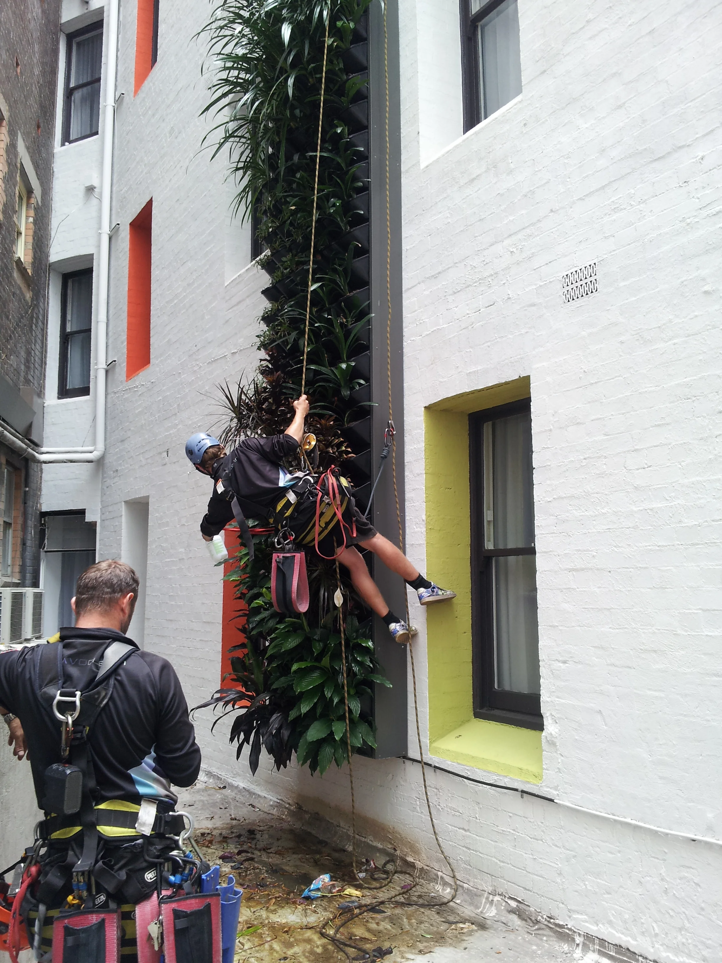 Wentworth climber.jpg