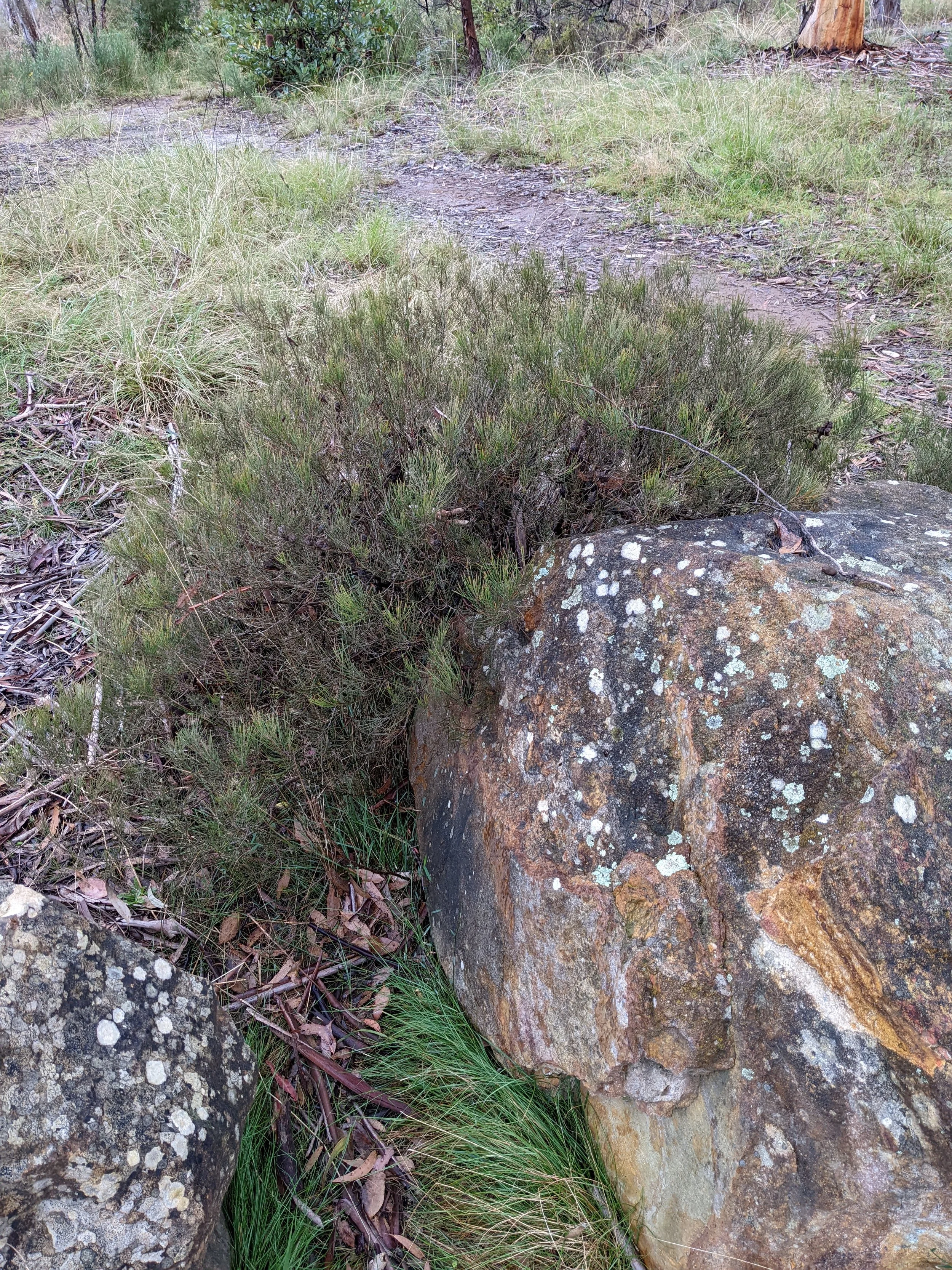 Allocasuarina nana