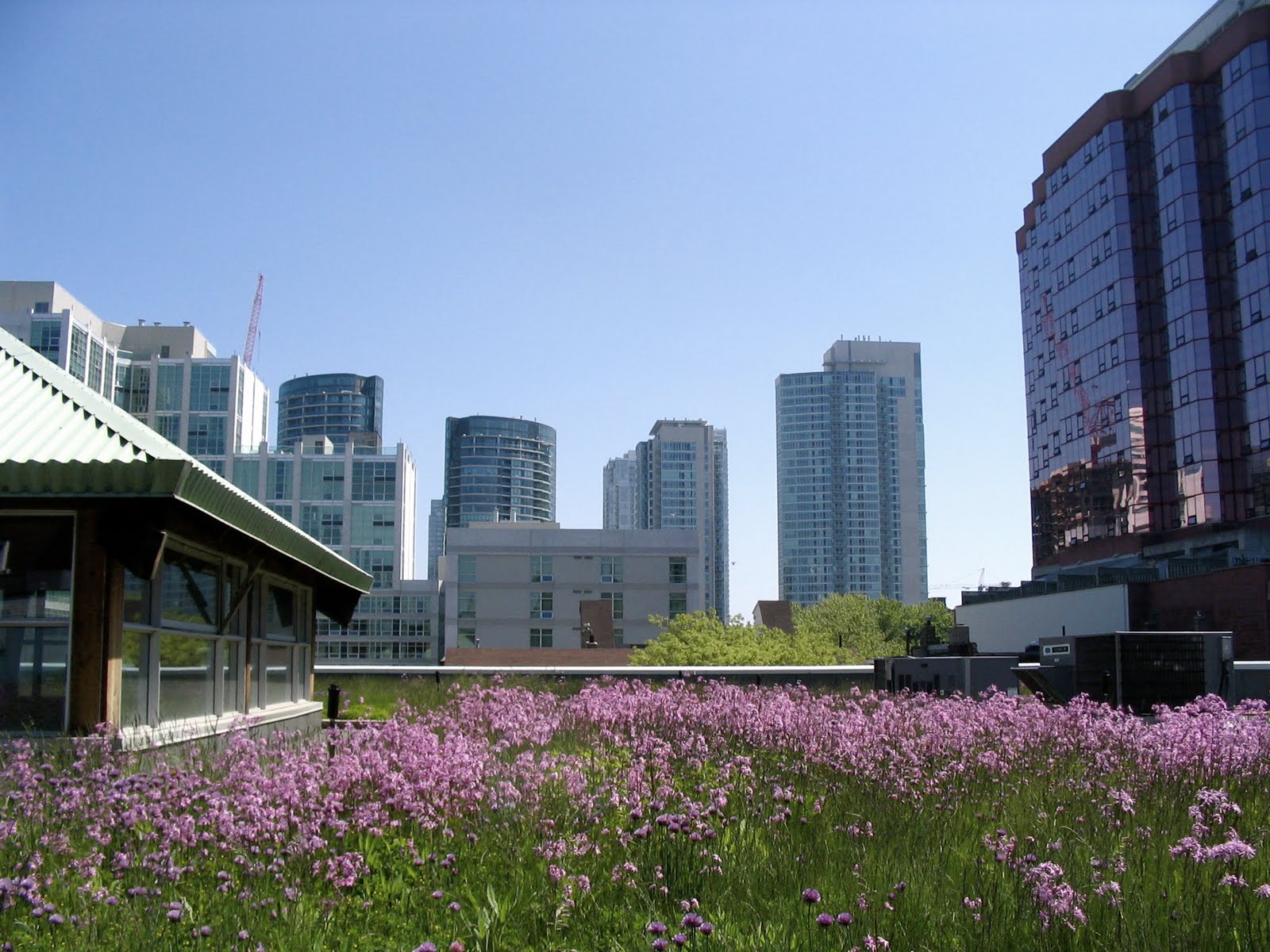 MEC's_green_roof_among_others.jpg