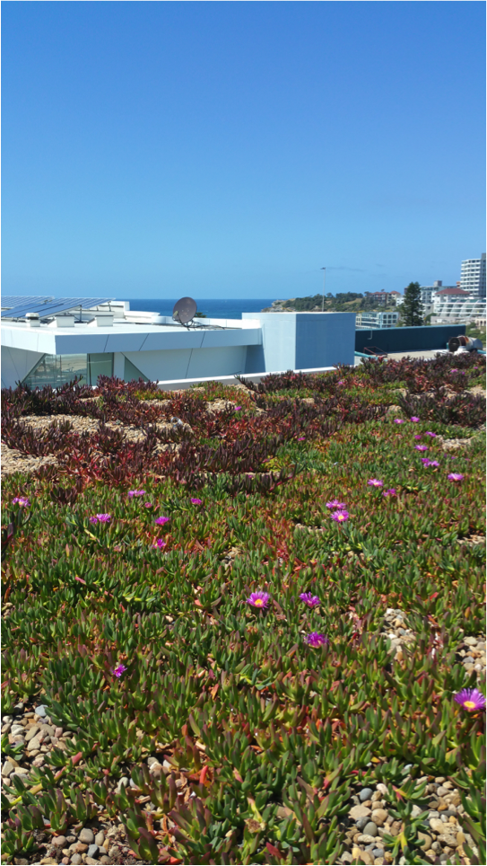 Bondi green roof 2.png