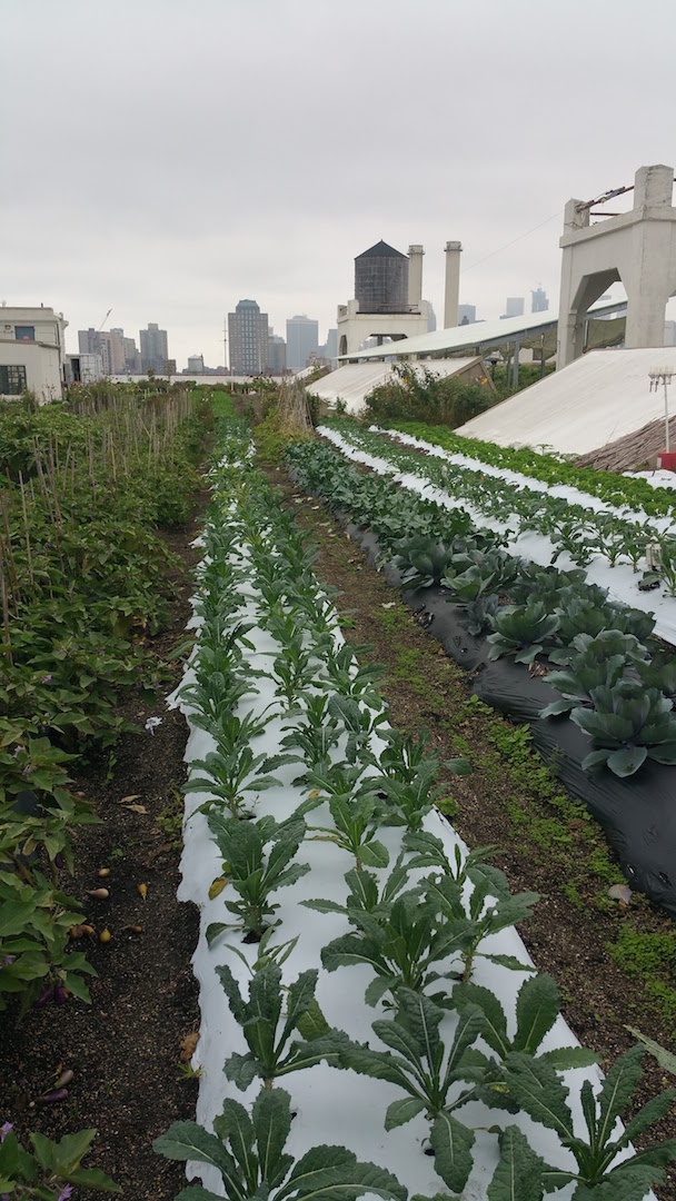 Rooftop Farm Brooklyn 20161003_102354 copy.jpg