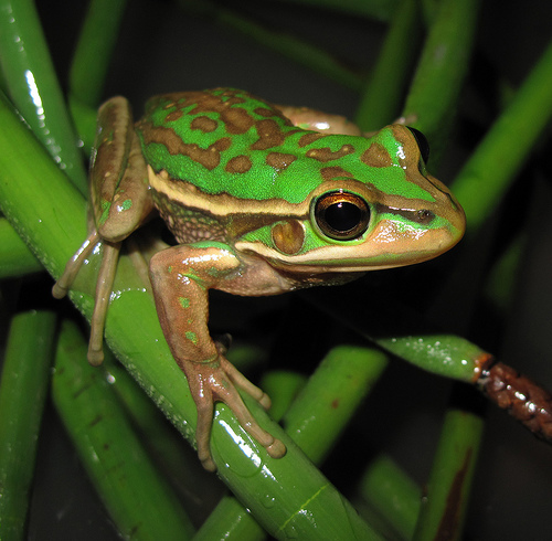 Bell frog.jpg