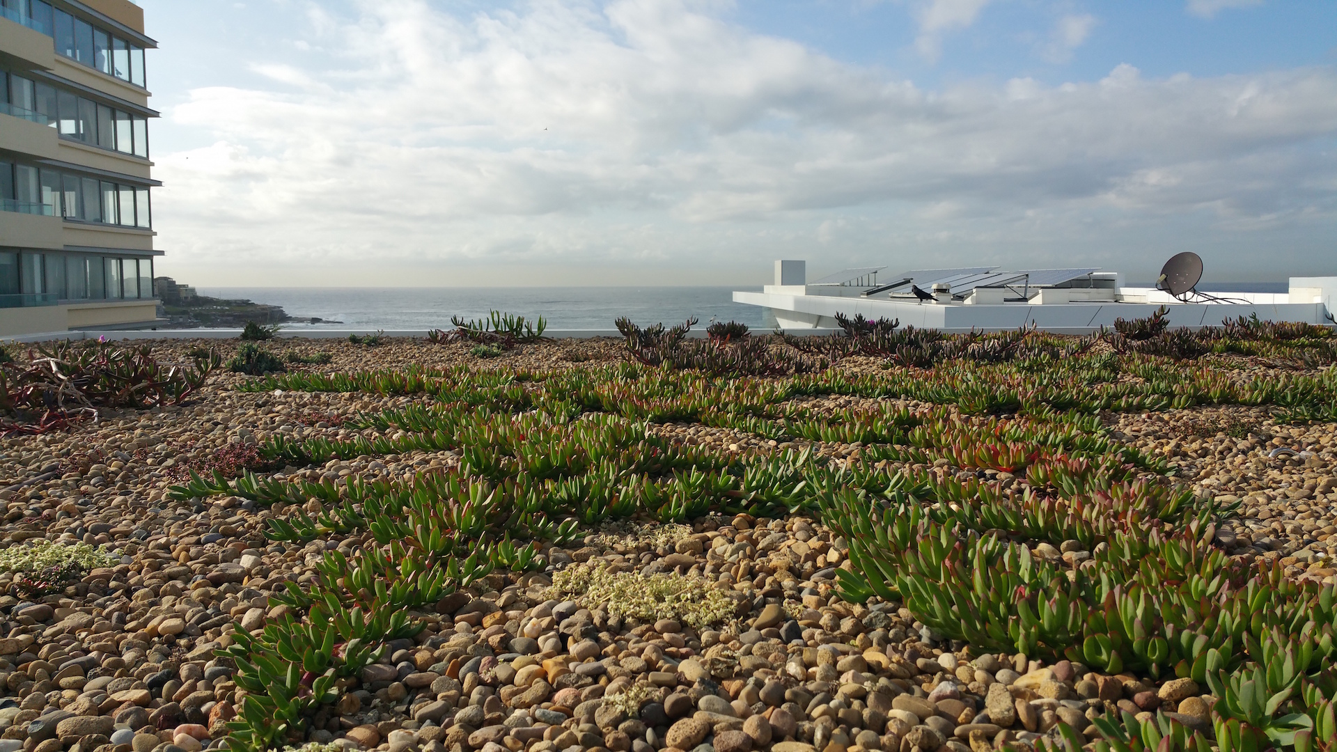 Light weight green roof Carpobrotus Bondi.jpg