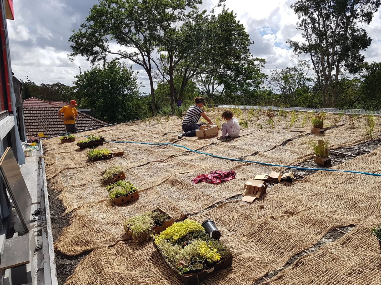 Fun green roof planting day