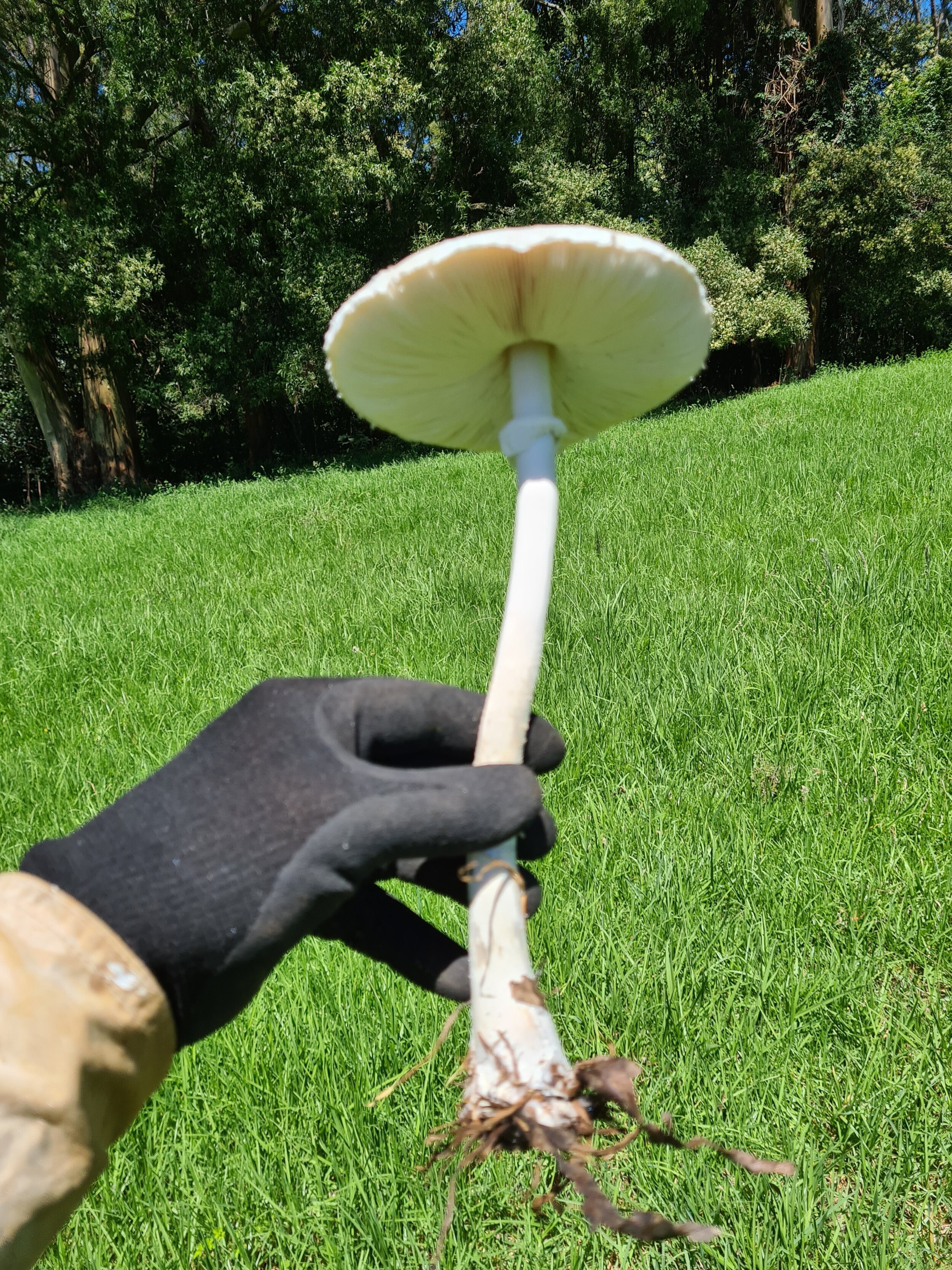 Mushroom 2.jpg