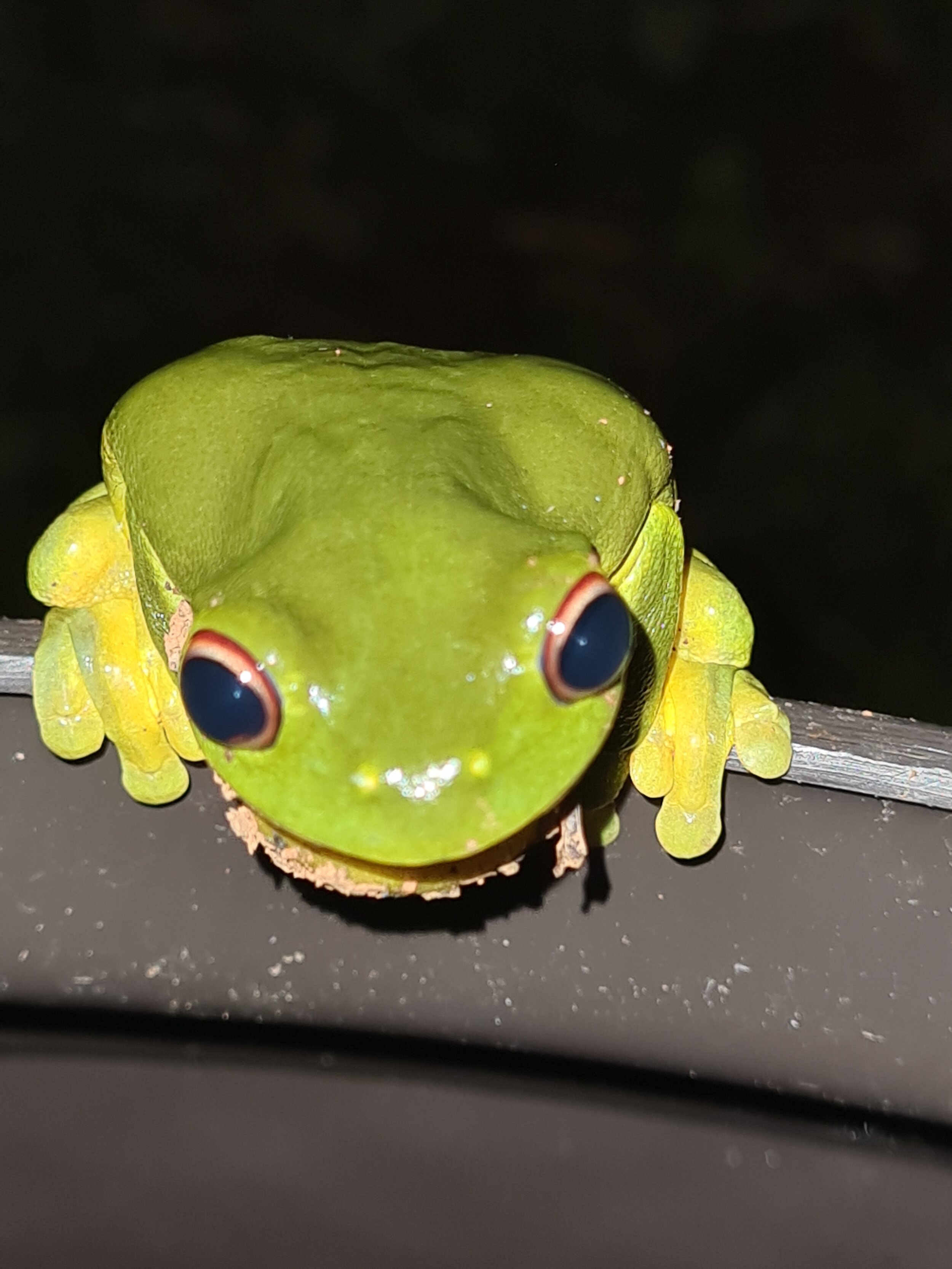 Red eyed green tree frog.jpg