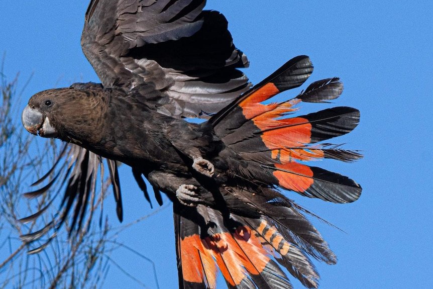 Glossy Black Cockatoo.jpeg