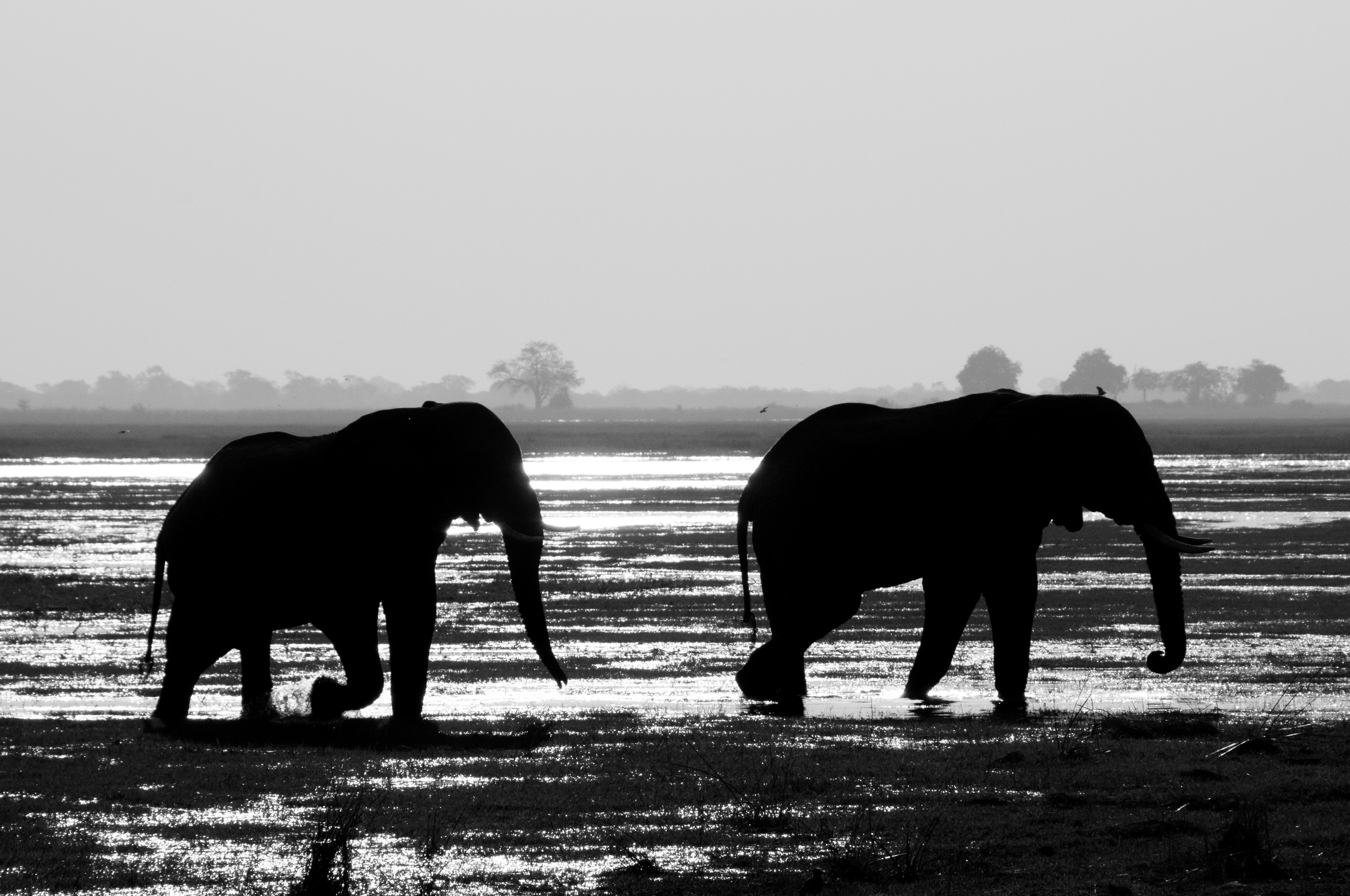 Elephants, Okawango