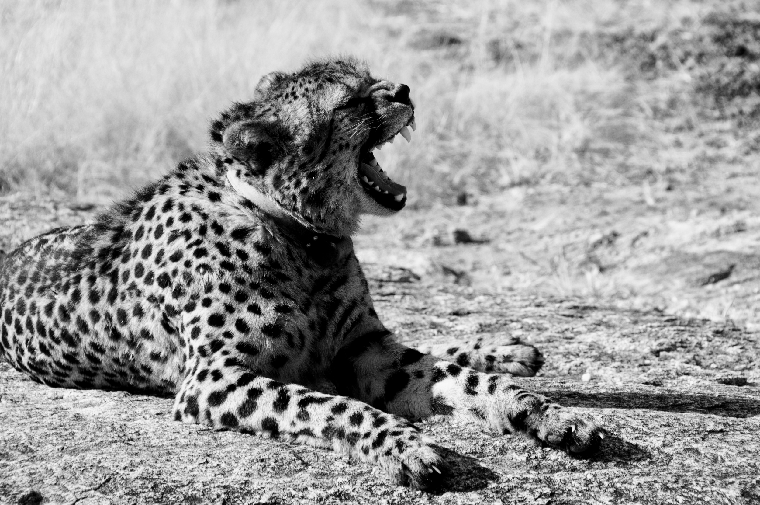 Cheeta, Okonjima