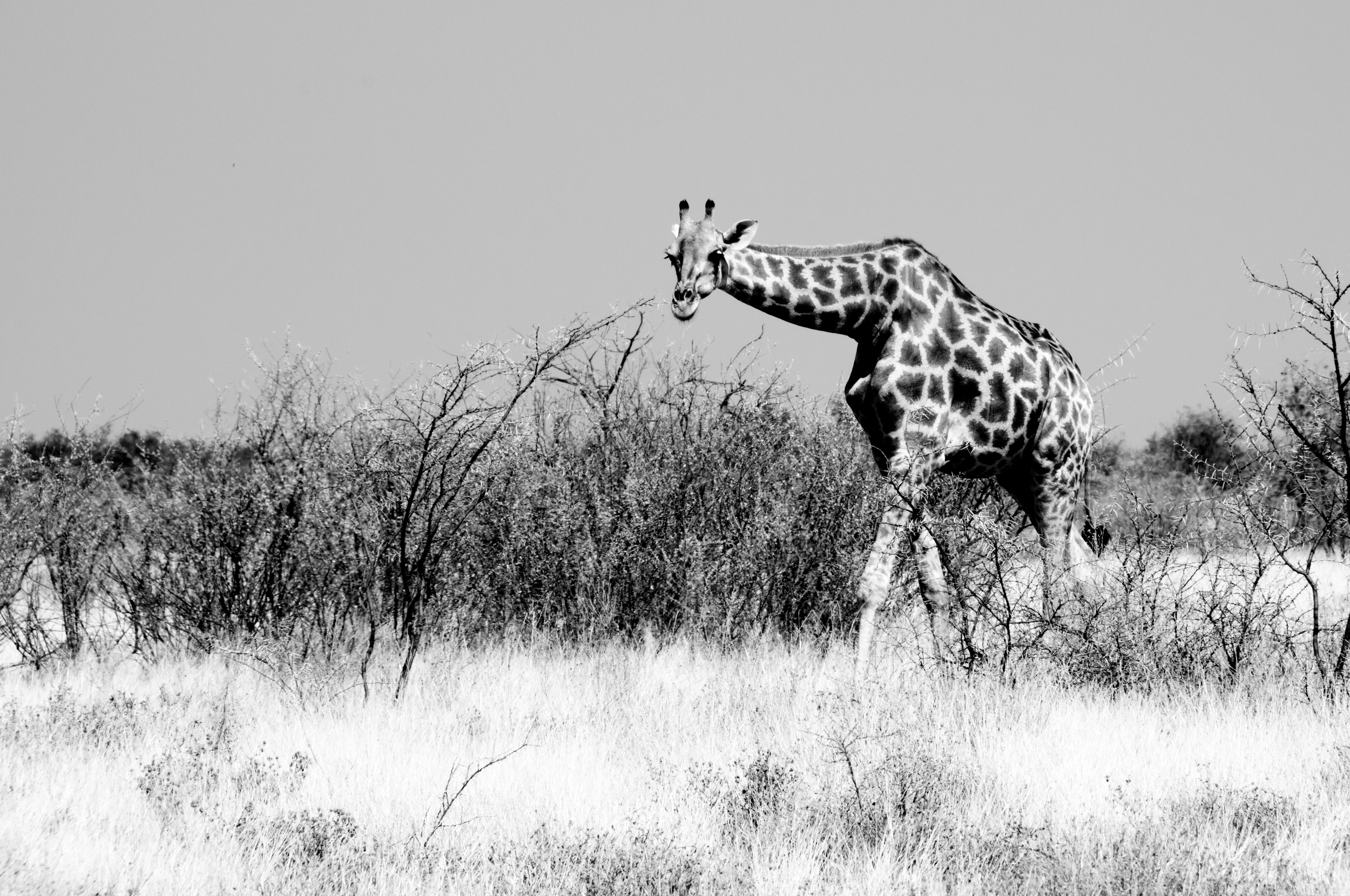 Etosha National Park