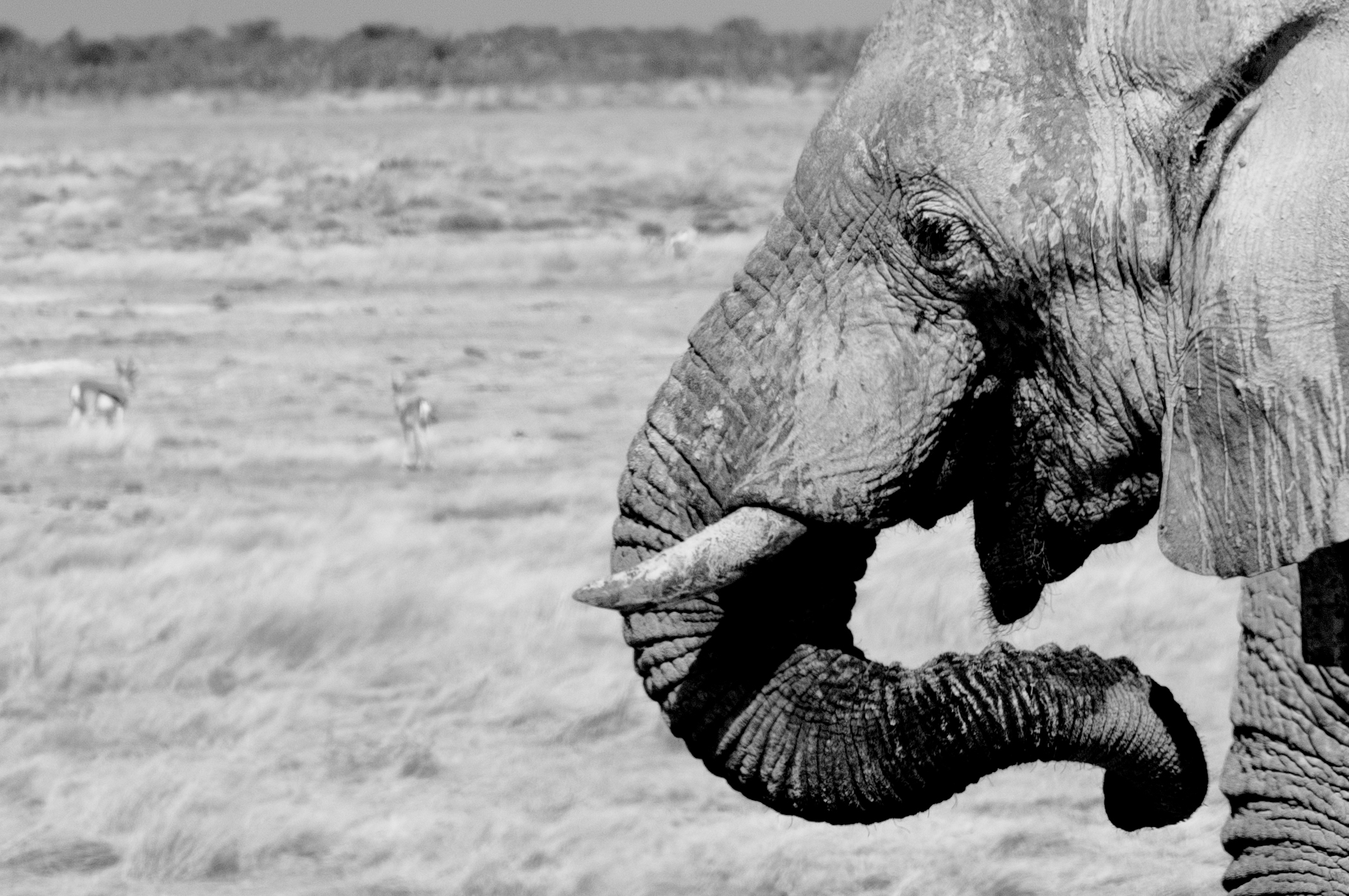 Etosha National Park