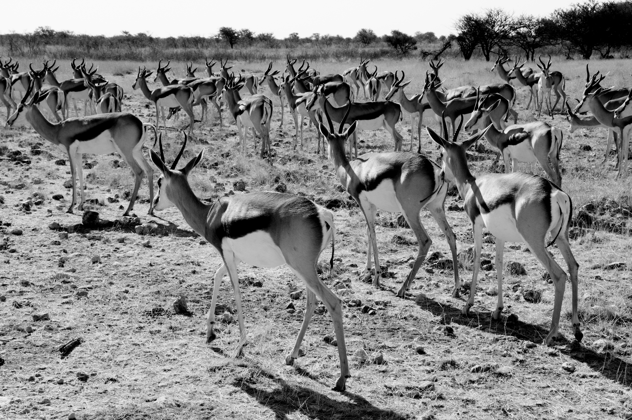 Etosha National Park