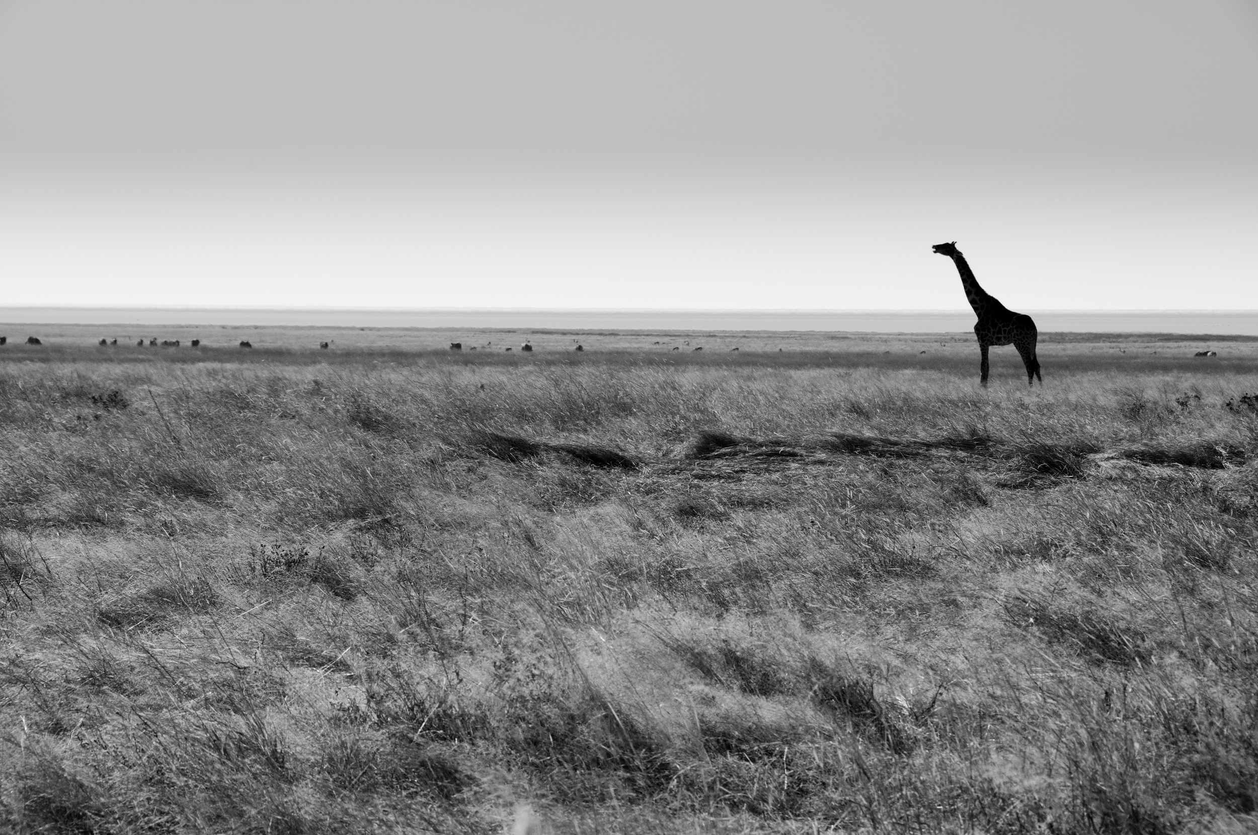 Etosha National Park