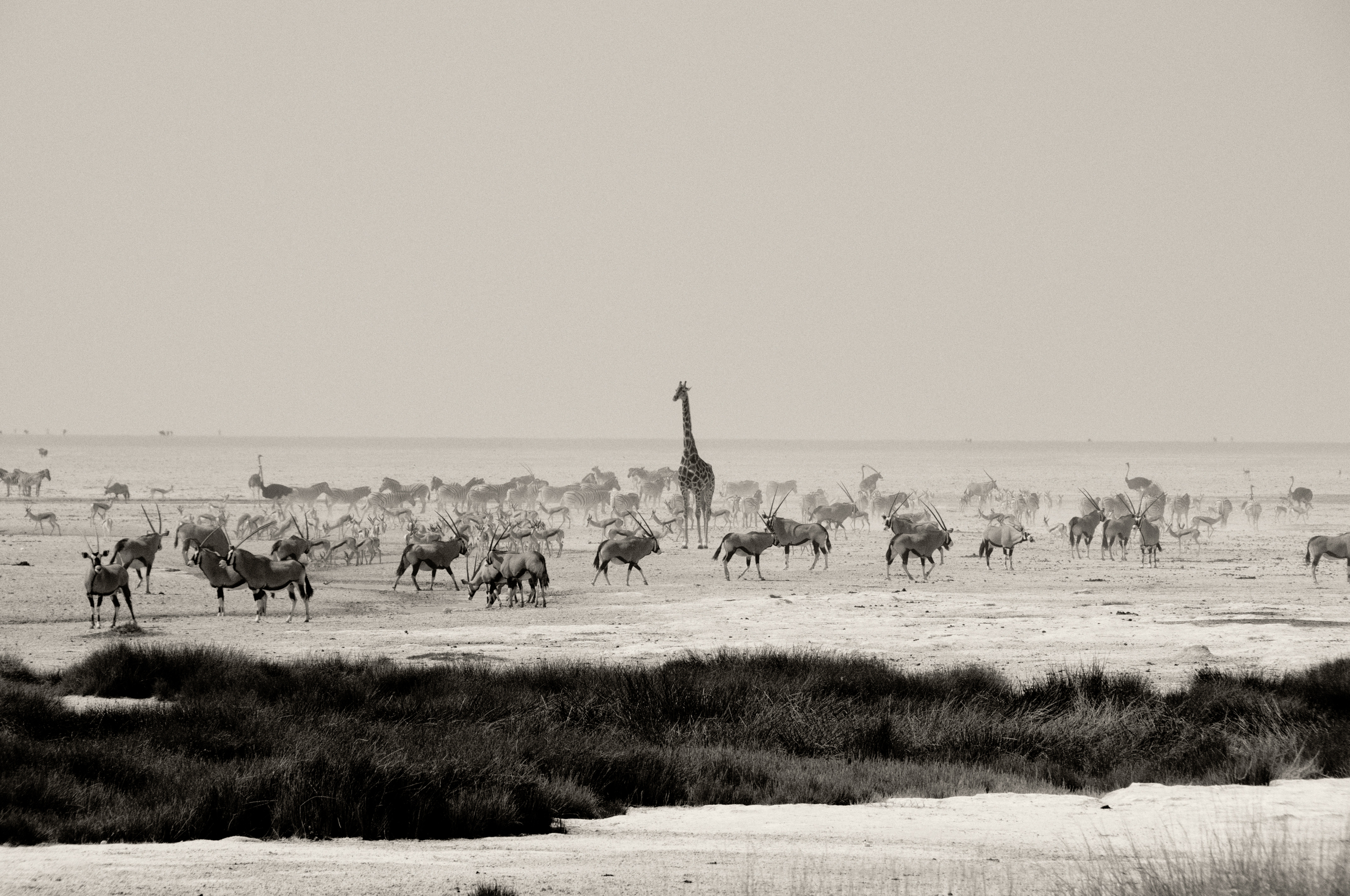 Etosha Salt Pan, Namibia