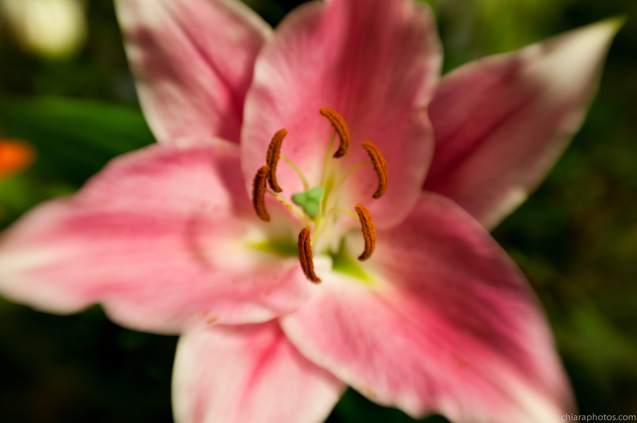 DSC_2732.jpg